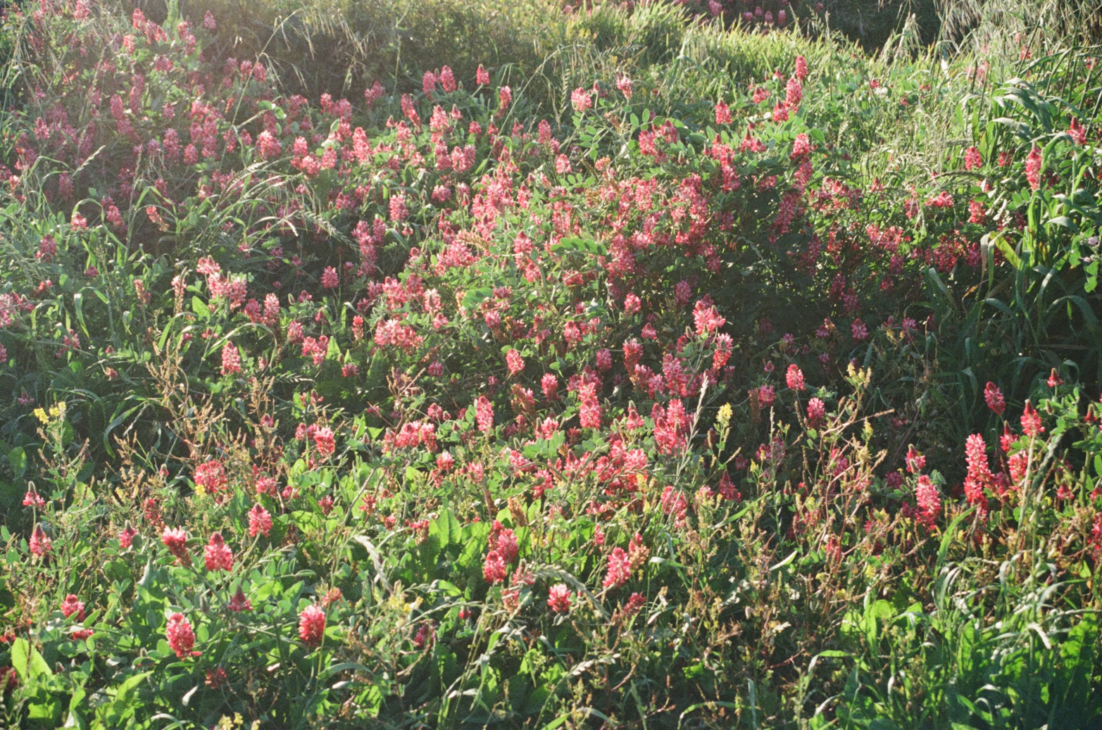 Wildflowers in a field